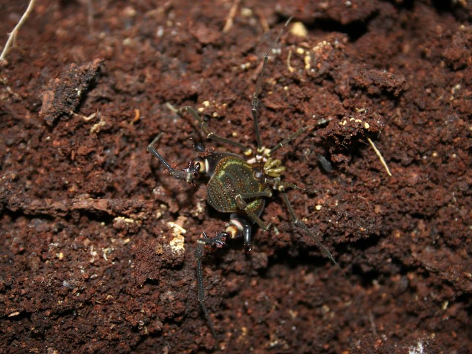 FIGURE 35 FIGURE 35